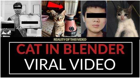 cat in blender twitter full video|Cat and dog torture videos litter Twitter, adding to。